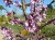 CERCIS siliquastrum