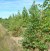 CERCIS siliquastrum