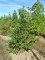CERCIS siliquastrum