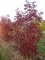 FRAXINUS americana 'Autumn Applause'