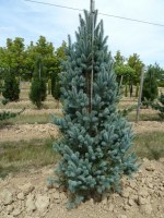 PICEA pungens 'Iseli Fastigiata'