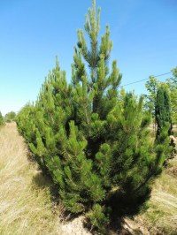 Pinus leucodermis 'Lindenhof'