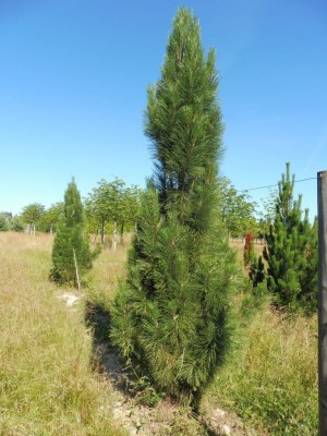 PINUS nigra 'Molette'