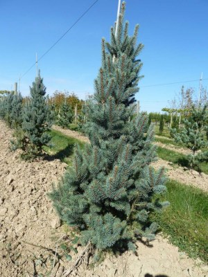 picea pungens iseli fastigiata sapin bleu fastigie thuilleaux