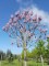 PAULOWNIA tomentosa ( Imperialis)