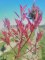 PHOTINIA x fraseri 'Red Robin'