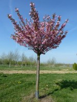 PRUNUS serrulata 'Kanzan' (New Red)