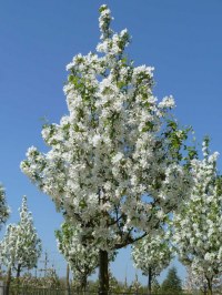 Pommier à fleurs 'Street Parade'