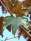 ACER pseudoplatanus 'Purpurescens'