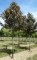 ACER pseudoplatanus 'Purpurescens'