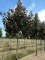 ACER pseudoplatanus 'Purpurescens'