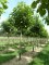 CATALPA bignonioides