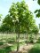 PAULOWNIA tomentosa ( Imperialis)