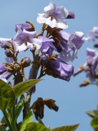 Paulownia