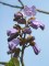 PAULOWNIA tomentosa ( Imperialis)