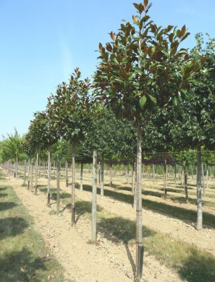 MAGNOLIA grandiflora