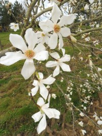 Magnolia de Kobé