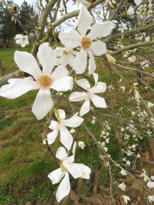 MAGNOLIA 'Kobus'