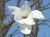 MAGNOLIA 'Kobus'