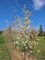 MAGNOLIA 'Kobus'
