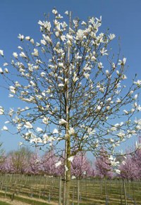 Magnolia de Kobé