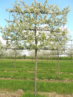 MALUS "Everest" ® Perpetu palissé tige 5 étag