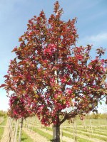 MALUS toringo 'Scarlett'