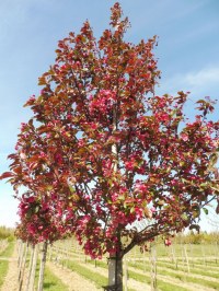 Pommier à fleurs 'Scarlett'