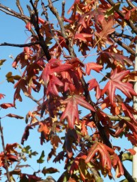 Pommier à feuilles d'Erable