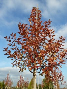 Malus 'Trilobata'