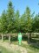 METASEQUOIA glyptostroboïdes