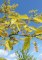 MORUS alba Fruitless