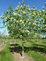 FRAXINUS ornus