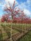 MALUS 'Everest' ® Perpetu
