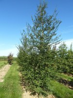NOTHOFAGUS antarctica