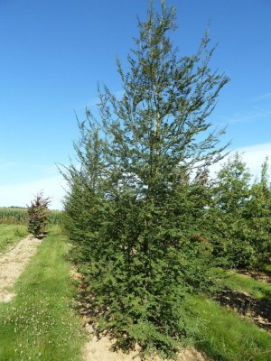 NOTHOFAGUS antarctica