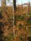 NOTHOFAGUS antarctica