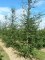 NOTHOFAGUS antarctica