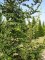 NOTHOFAGUS antarctica
