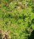 NOTHOFAGUS antarctica