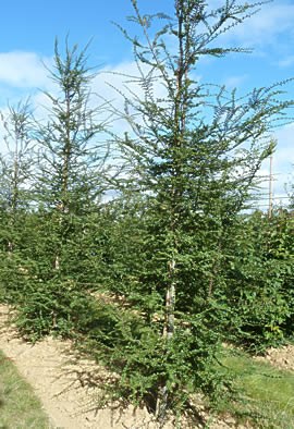 NOTHOFAGUS antarctica