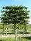 Carpinus betulus palissé tige 5 étages