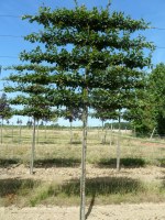 Carpinus betulus palissé tige 5 étages