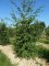 OSTRYA carpinifolia