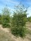 OSTRYA carpinifolia