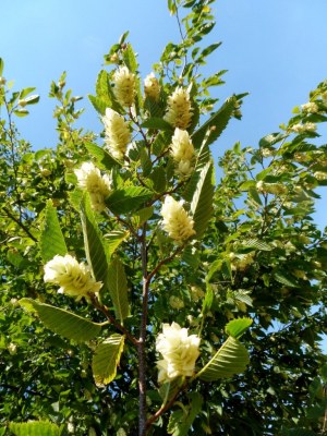 OSTRYA carpinifolia