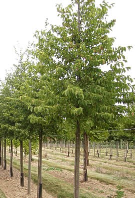 OSTRYA carpinifolia