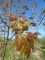 ACER saccharinum (dasycarpum)