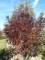 FRAXINUS angustifolia 'Raywood'