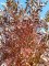 FRAXINUS angustifolia 'Raywood'